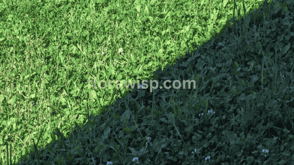 Bermuda grass showing growth difference in sunlight vs shade, with vibrant green blades in light and thinner grass in shaded area.