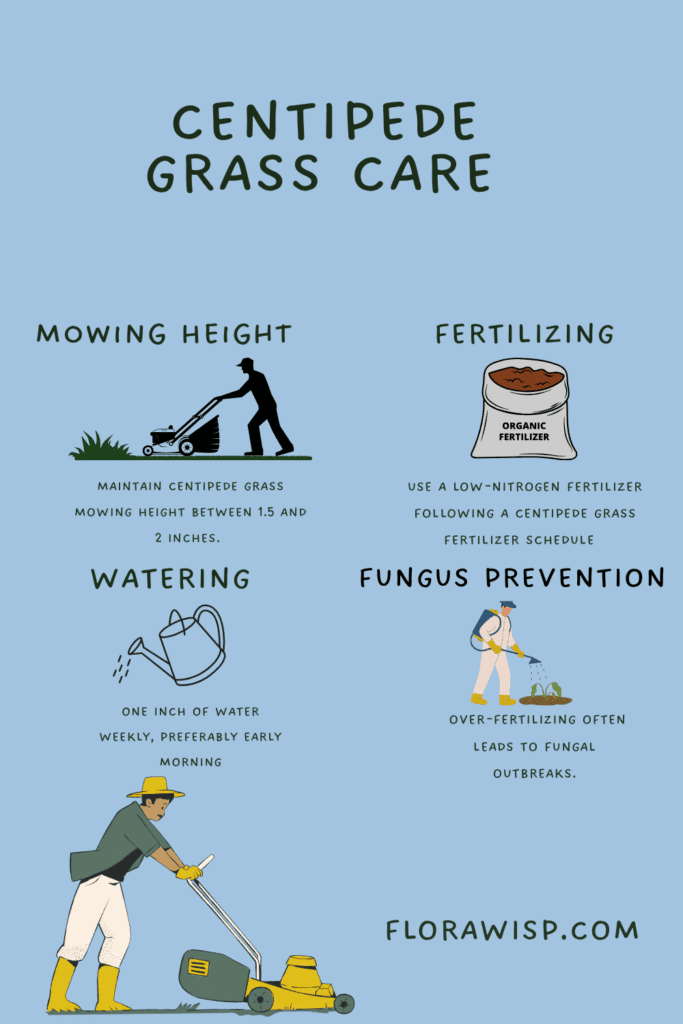 Infographic on essential centipede grass care tips for a healthy lawn.