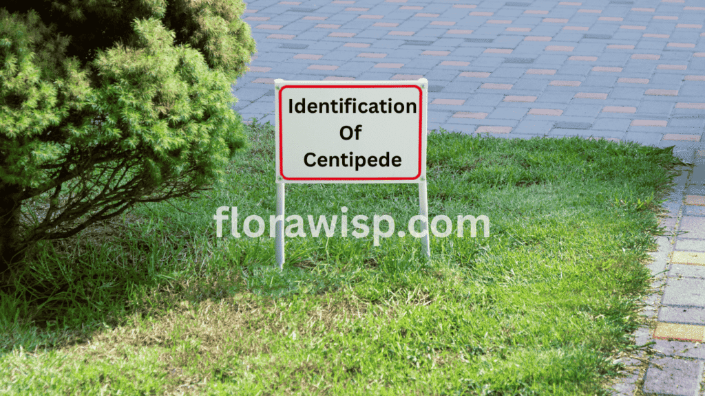 Identification of centipede grass showing its light green color, coarse blades, and low-growing stolon pattern for easy lawn recognition