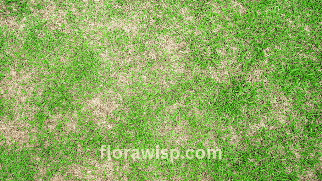 Centipede grass thinning out in patchy lawn areas due to poor sunlight and compacted soil, highlighting common turf stress issues in Southern yards