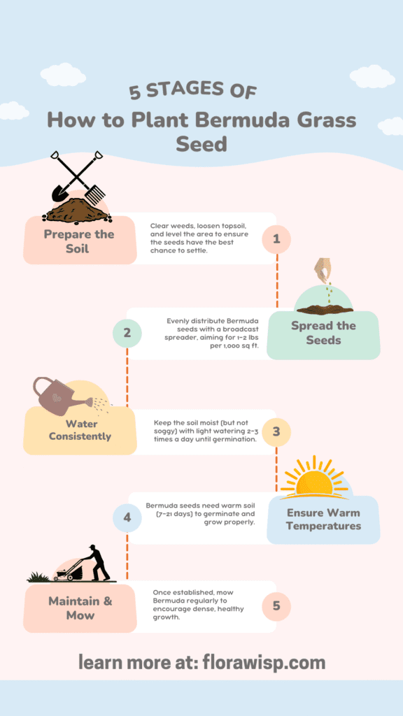 infographic showing How to plant Bermuda Grass seed 5 easy steps for beginners and experts