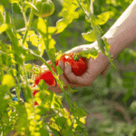 Planting Tomato Seeds | How to plant Tomato A Complete Guide