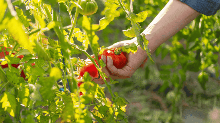 Planting Tomato Seeds | How to plant Tomato A Complete Guide