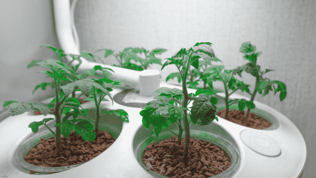 Tomato plants seeds at indoor containers