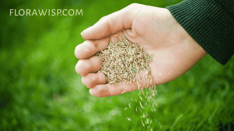 Best time to plant grass seed