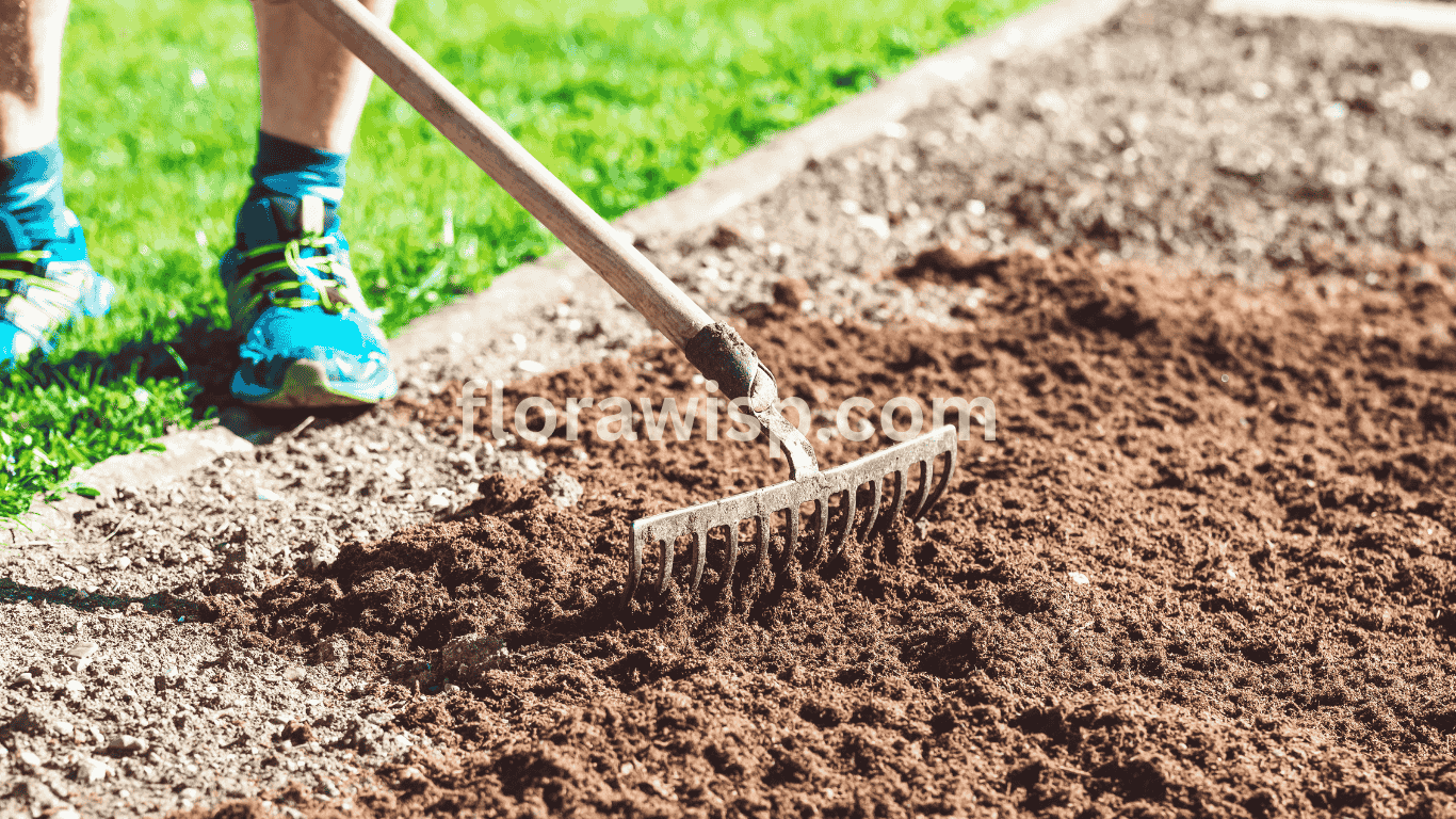 Preparing soil for grass seeding a man using a rake to level and loosen the lawn soil for better grass seed growth.