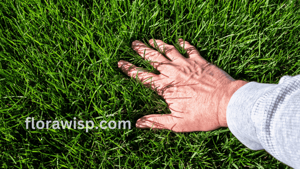 Learn about zoysia grass types At Florawisp.com