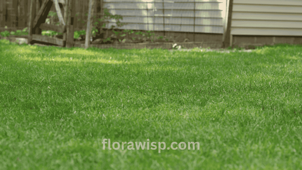 Lush Bermuda grass lawn North Carolina lawn with full sun exposure and healthy green turf