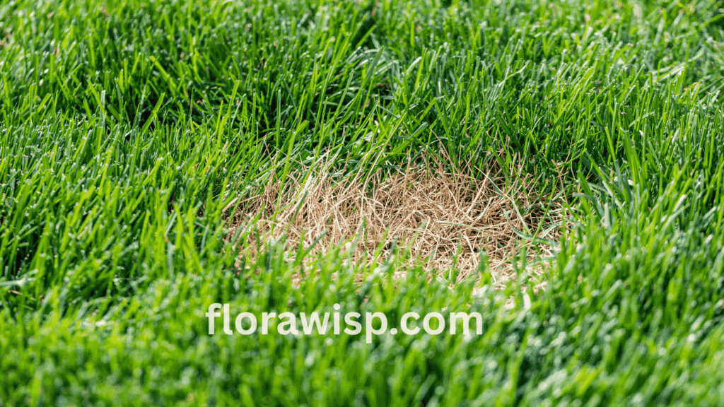 Close-up of brown spots on Zoysia grass caused by fungal disease or overwatering