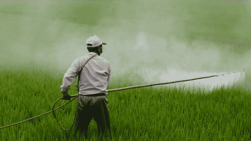 Man applying herbicide to control weeds on a healthy Zoysia grass lawn