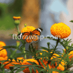 Marigold care in garden showing vibrant orange and yellow blooms thriving in full sun.