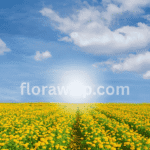 Marigold Seeds blooming in a vibrant field of orange and yellow marigold flowers under full sun.