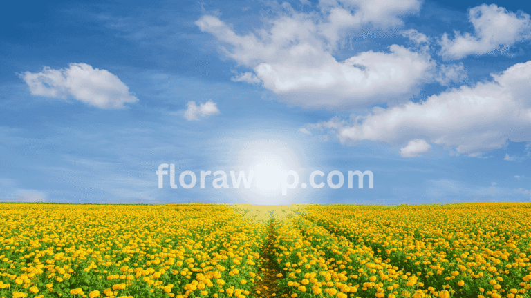 Marigold Seeds blooming in a vibrant field of orange and yellow marigold flowers under full sun.