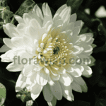 Planting flowers in a vibrant backyard garden with blooming zinnias and marigolds during spring