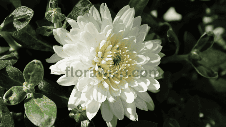 Planting flowers in a vibrant backyard garden with blooming zinnias and marigolds during spring