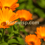 Pot Marigold blooming in terracotta pots on a sunny balcony garden, showcasing vibrant orange petals and lush green foliage in a container setup.