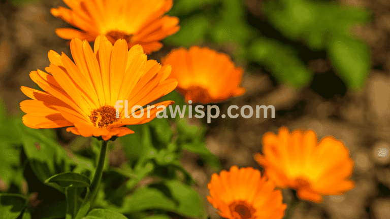 Pot Marigold blooming in terracotta pots on a sunny balcony garden, showcasing vibrant orange petals and lush green foliage in a container setup.