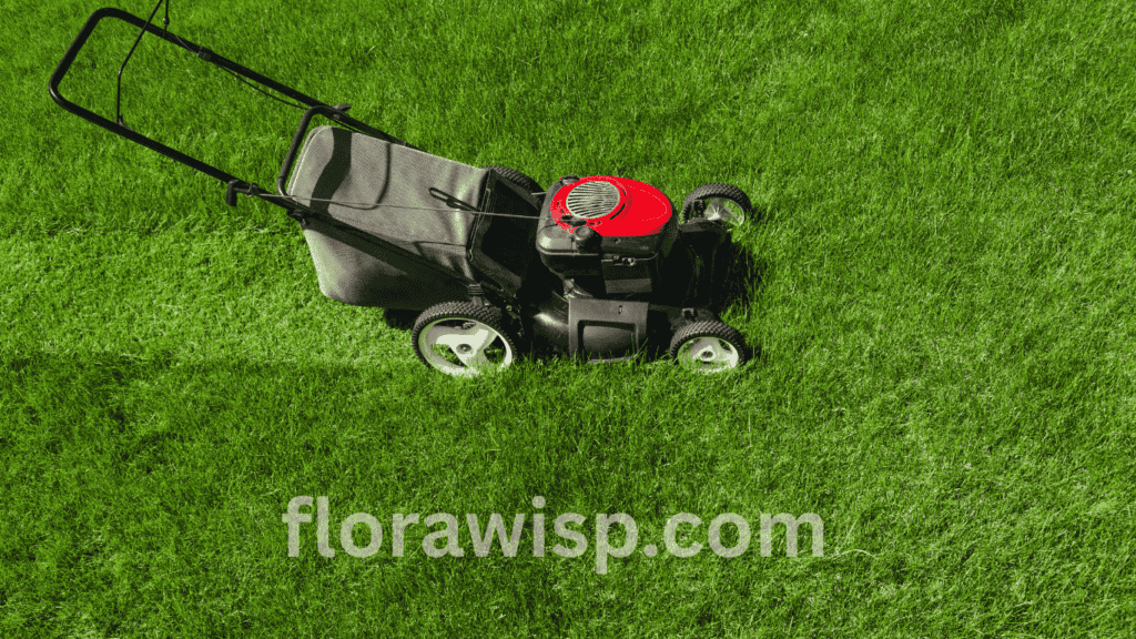 St. Augustine Grass Care Florida with deep green turf, proper mowing height, and early morning sprinkler irrigation for healthy lawn growth