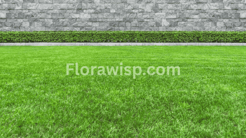 St. Augustine Grass Florida thriving in a sunlit residential lawn with deep green blades and uniform coverage