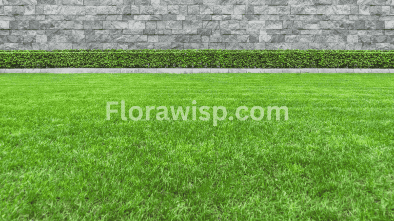 St. Augustine Grass Florida thriving in a sunlit residential lawn with deep green blades and uniform coverage