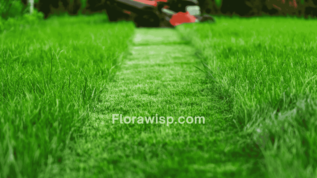 TifBlair Centipede Grass Maintenance showing lawn mower mowing a vibrant green lawn at optimal height with sharp blades for healthy turf growth.