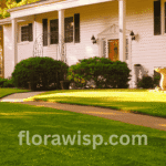 TifBlair Centipede Grass Seed lawn showing dense green turf with deep root growth and uniform coverage in a Southern backyard.