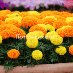 Types of Marigold in full bloom featuring French, African, Mexican, and rare hybrids in a vibrant garden setting.