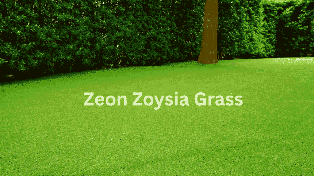 Lawn with dense green Zeon Zoysia grass, ideal for shade and Florida climates