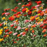 Zinnia Seeds blooming into vibrant summer flowers in a full sun garden