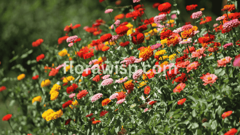 Zinnia Seeds blooming into vibrant summer flowers in a full sun garden