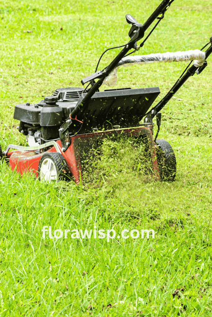 Zoysia grass lawn being mowed with a push mower, showing proper maintenance tips