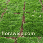 Healthy Zoysia Grass lawn in Florida under sunlight
