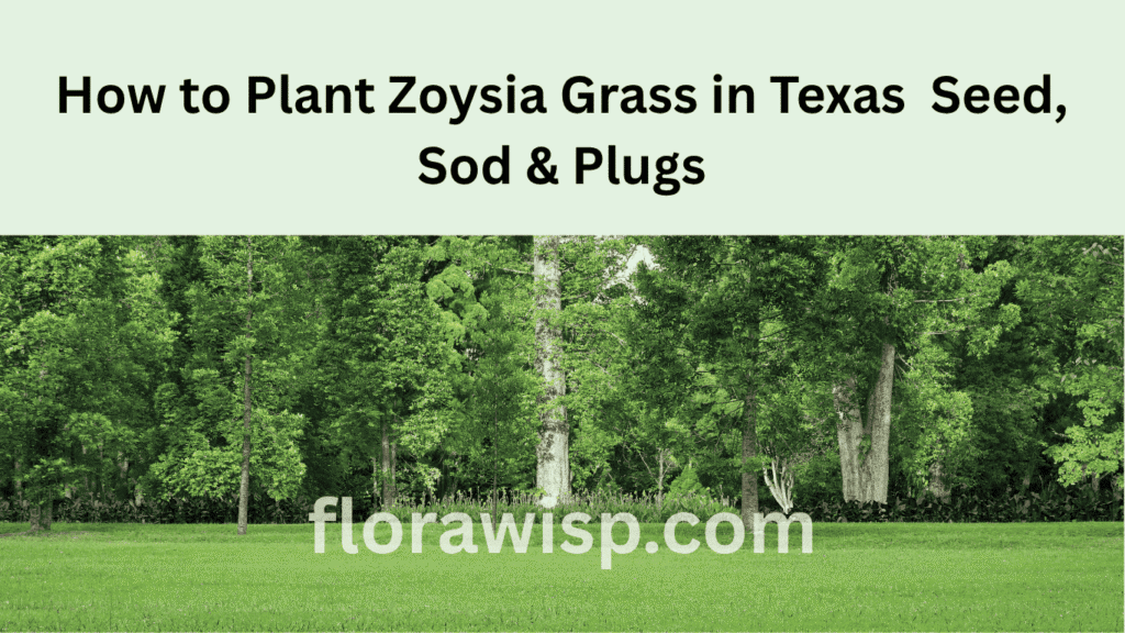 Healthy green Zoysia grass lawn in Texas under bright sunlight