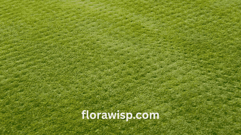 Lawn care specialist aerating Bermuda grass using a core aerator to improve soil health and boost turf growth