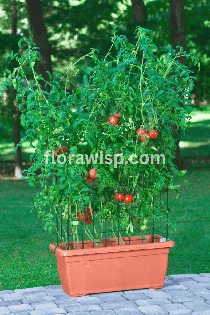 How do you grow tomato plants in pots young tomato plant thriving in a large container with rich soil, proper drainage, and full sunlight on a Florida garden.