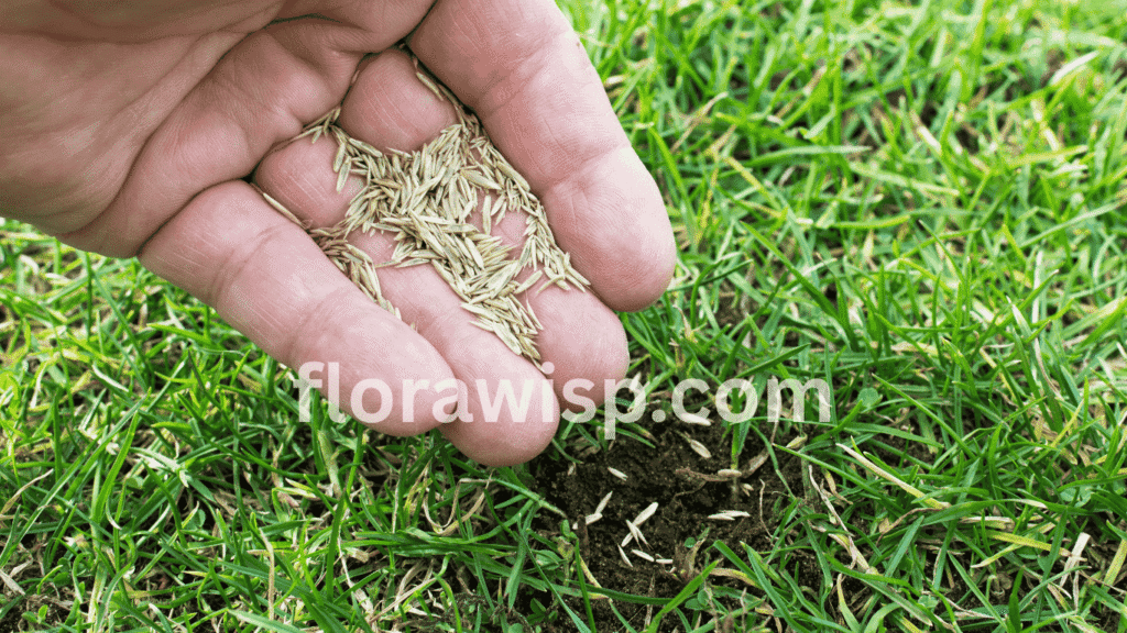 St Augustine grass seeding with plugs and sprigs being installed in prepared Florida soil during early summer for optimal establishment