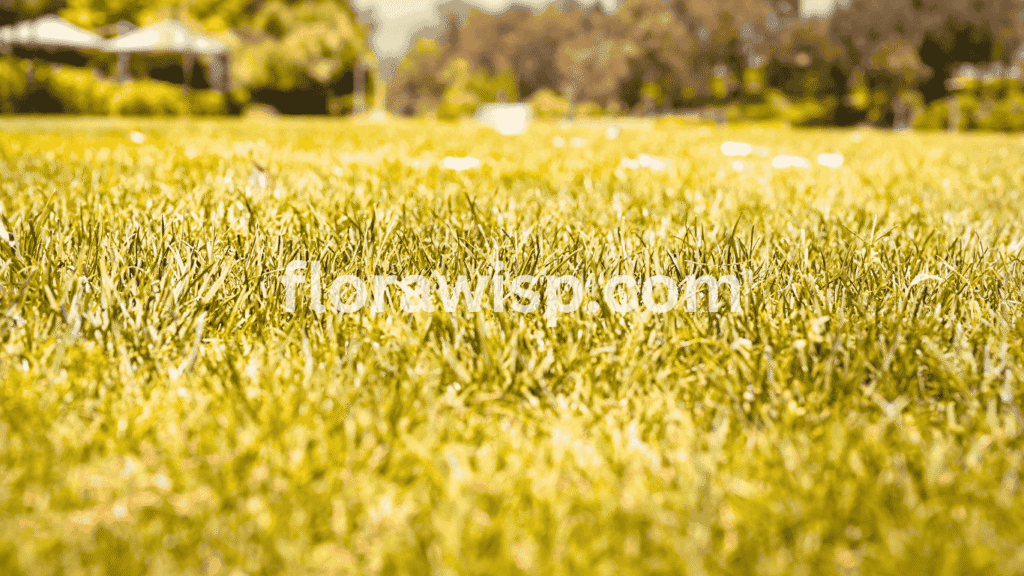 St Augustine grass turning yellow due to overwatering, nutrient deficiency, or thatch buildup on a warm-season residential lawn