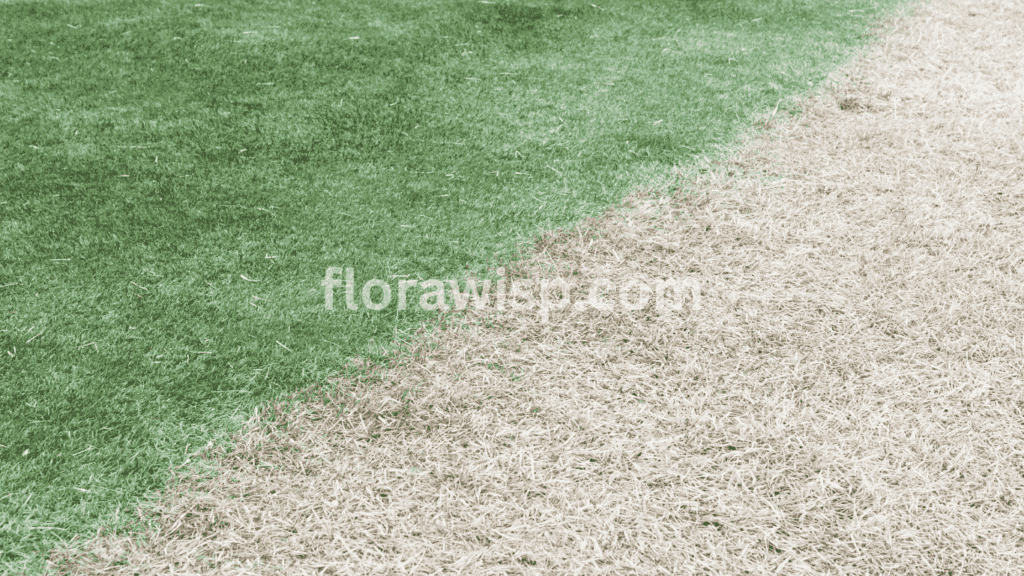 Side-by-side comparison of sun vs shade grass lawn showing dense green turf in sunlight and thinner grass in shaded area