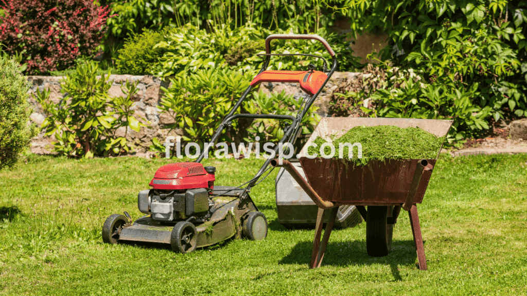 Early spring lawn care showing when to scalp Bermuda grass in Georgia for faster green-up and healthy growth