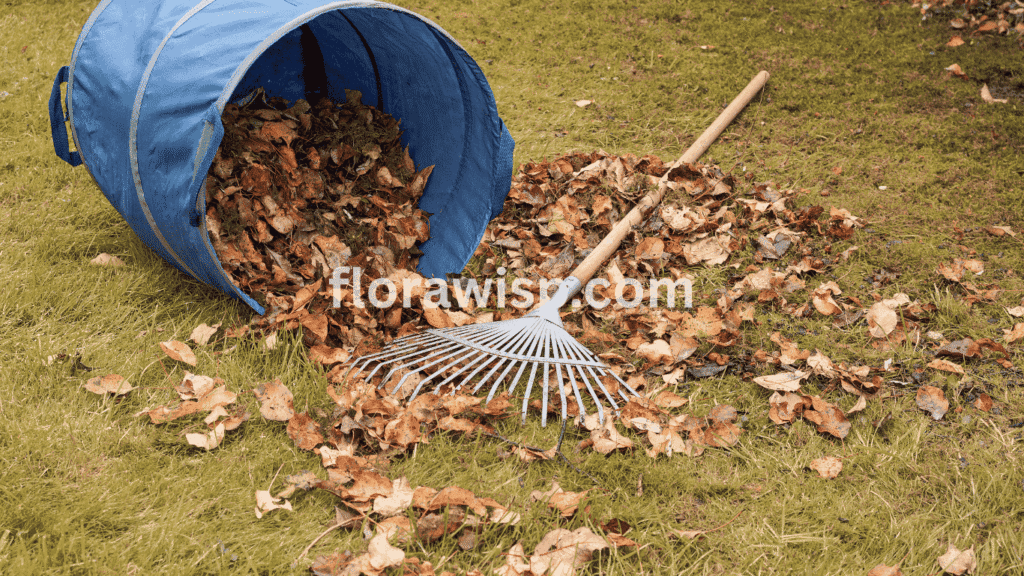 Rake and wilted leaves on dormant Zoysia grass in winter