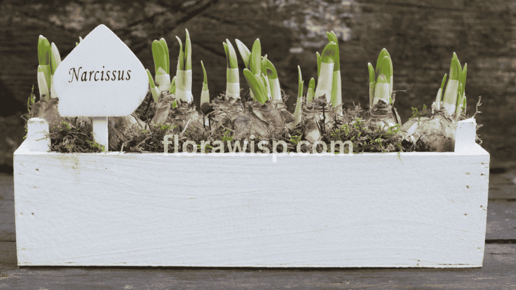 Buy daffodil bulbs and plant them in raised beds for better drainage, early growth, and vibrant spring blooms.