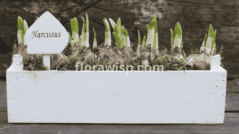 Buy daffodil bulbs and plant them in raised beds for better drainage, early growth, and vibrant spring blooms.