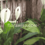 Peace lily flower in decorative indoor pot with glossy green leaves and white bloom near a sunlit window