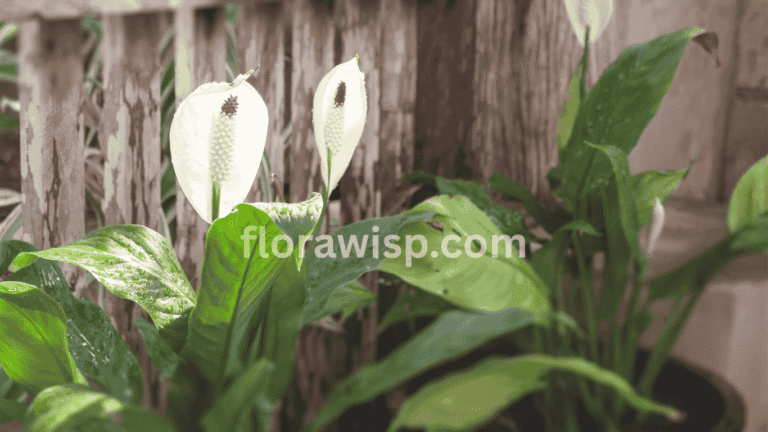 Peace lily flower in decorative indoor pot with glossy green leaves and white bloom near a sunlit window