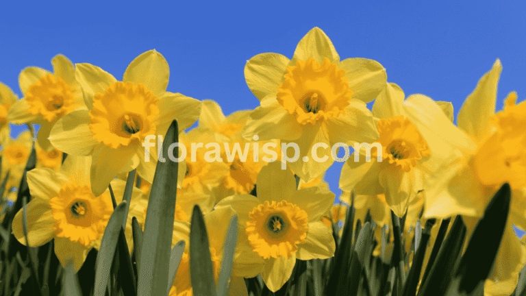 Planting Daffodil Bulbs in full bloom during early spring garden season