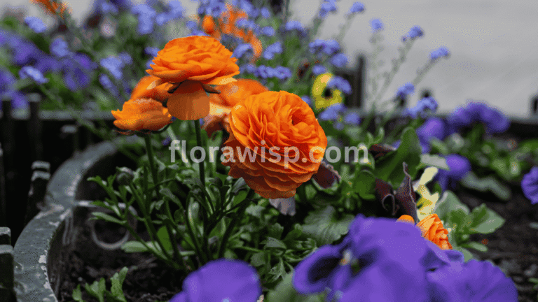 Planting ranunculus in full sun with vibrant pink and yellow blooms emerging in early spring garden beds