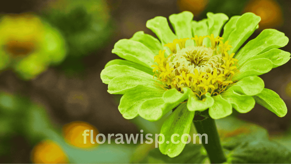 Queen Lime Zinnia flower in full bloom, featuring soft green petals, ideal for elegant garden borders and floral designs.
