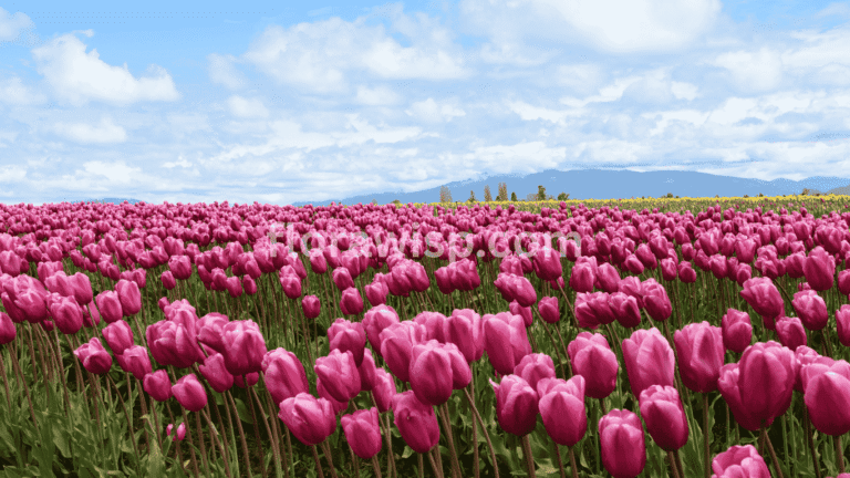 When to Plant Tulip Bulbs – Vibrant tulip field in full bloom during peak spring season