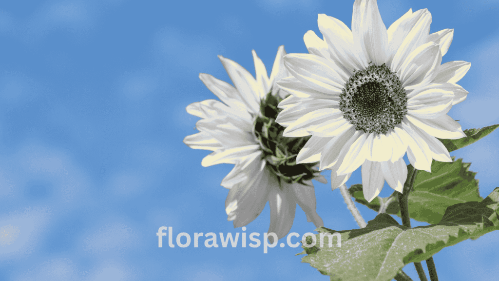 White sunflowers blooming in a summer garden with soft natural lighting