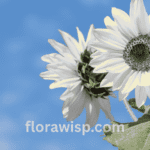 White sunflowers blooming in a summer garden with soft natural lighting